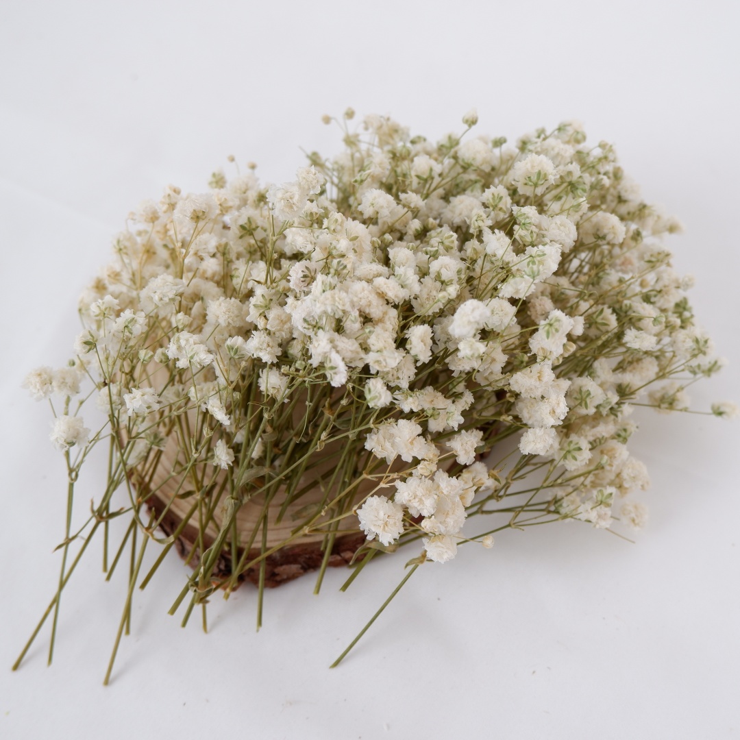 Dried Flowers White Mini Dried - Home Decor Vase With Flowers ulasan dan harga