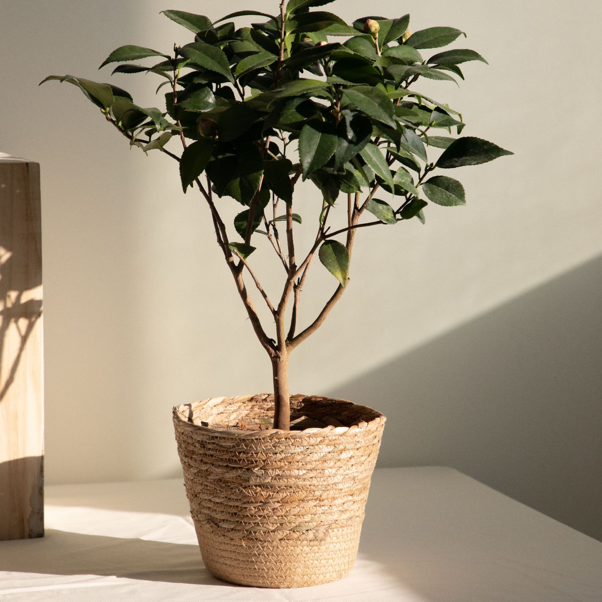Multi-purpose Woven Storage Ba - Rattan Plant Basket ulasan dan harga